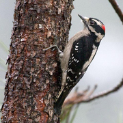 Bird of the week image