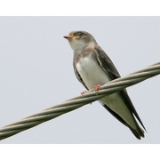 Juvenile. Note: slender tail and yellow gape.