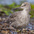 Molting out of breeding plumage.